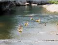 Ardche, Gorges du Chassezac