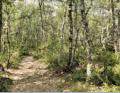 Ardche, bois de Paolive