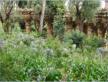 Barcelone, le Parc Gell