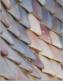Barcelone, l'Eixample, Casa Battlo (par Antoni Gaudi)