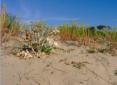 Cte Sauvage, la dune un espace fragile
