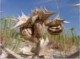 Cte Sauvage, la dune un espace fragile