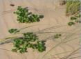 Cte Sauvage, la dune un espace fragile