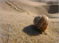 Cte Sauvage, la dune un espace fragile
