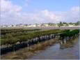 Ronce les Bains, Parcs  hutres