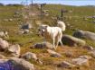 Plateau d'Ese