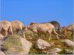 Plateau d'Ese