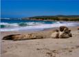 Plage du Petit Capo (Plage de Saint Antoine)