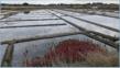 Gurande, marais salants
