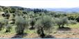 Chianti