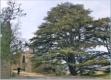 Bonnieux, vieille glise