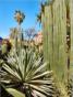 Marrakech, le jardin Majorelle