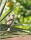 chanteur de jardin