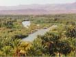 palmeraie dans la valle du DRAA