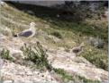 Iles Frioul, le Pomgues