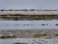 Carnac, Culture de l'hutre