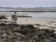 Carnac, Culture de l'hutre