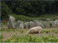 Carnac, alignements de Kermario