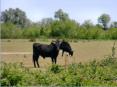 Camargue, Centre de dcouverte de la Scamandre