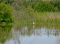 Camargue, Centre de dcouverte de la Scamandre
