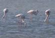 En Camargue