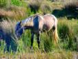 En Camargue
