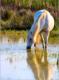 En Camargue
