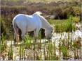 En Camargue