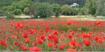 Coquelicots