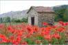 Coquelicots