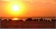 Hammamet