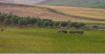 plateau anatolien