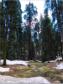 Squoia National Park