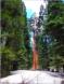 Squoia National Park
