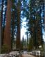 Squoia National Park