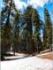 Squoia National Park
