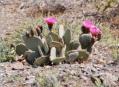 cactus, Opuntia