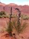 Arizona et Utah, Rserve Navajo, Monument Valley