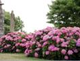 Haie d'hortensias