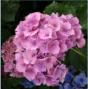 Hortensia