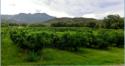 La Costa Verde, les vergers, clmentines corses