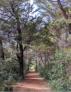 Cannes, les de Lrins, Saint-Honorat