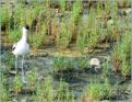Avocette lgante et son petit