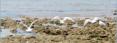 Envole sur le plage