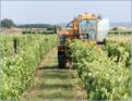 Ile de R, vigne  cognac
