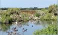 Ile de R, niches d'oiseaux