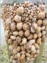 Ile de R, grappe de coquilles