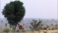 Rajasthan, dsert du Thar
